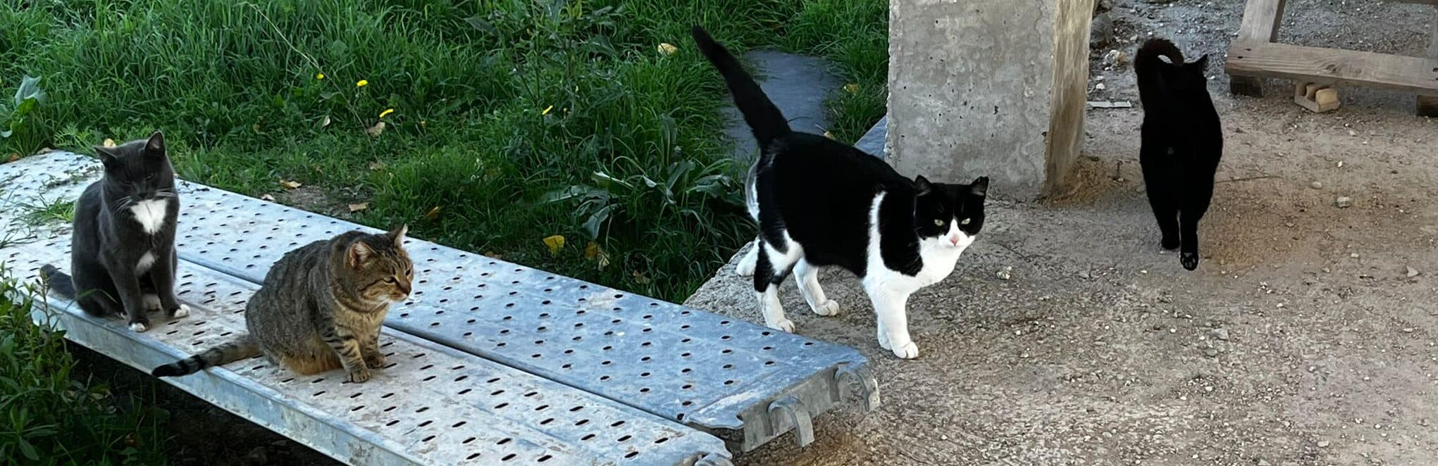 Imagen de gatos comunitarios de la colonia felina al lado del Colegio de Valdeluz